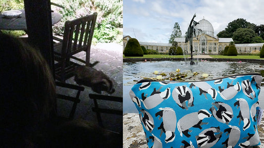 The Story Behind my Badgers Design