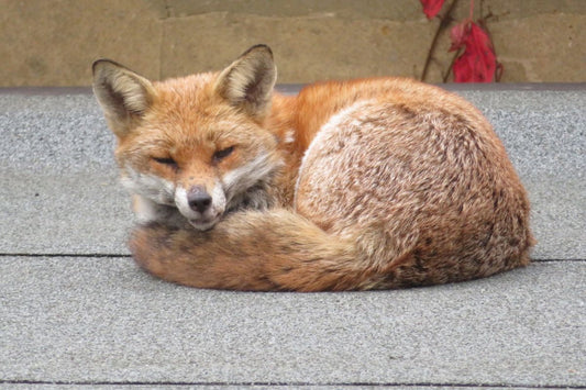 The story behind my foxes design